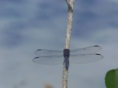 Libellula incesta
