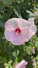 Hibiscus moscheutos