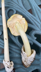 Amanita arkansana