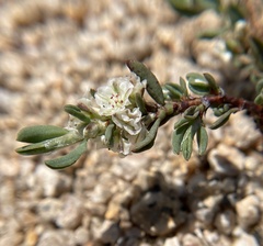 Polygonum shastense