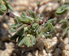Polygonum shastense