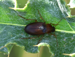 Calathus cinctus