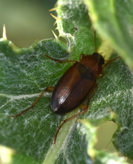 Calathus cinctus