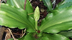 Veltheimia bracteata