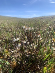 Cassiope tetragona