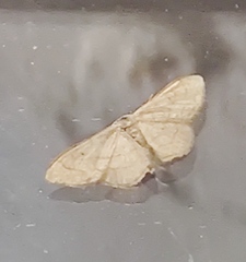 Idaea aversata
