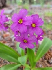 Primula rusbyi