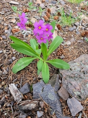 Primula rusbyi