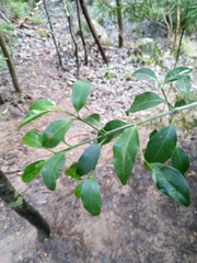 Olea capensis