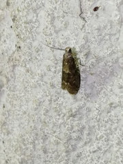 Glyptoteles leucacrinella