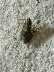 Glyptoteles leucacrinella