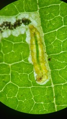 Stigmella betulicola
