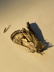 Chrysanympha formosa