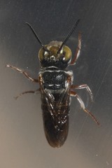 Coelioxys mexicanus