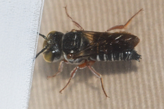 Coelioxys mexicanus