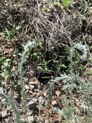 Chlosyne lacinia crocale