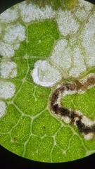Stigmella betulicola