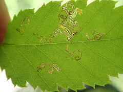 Stigmella betulicola