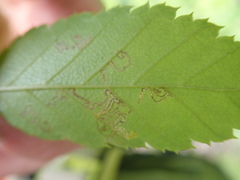 Stigmella betulicola