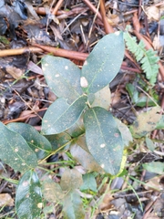 Chionanthus foveolatus