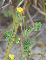 Stylosanthes viscosa
