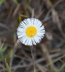 Erigeron procumbens
