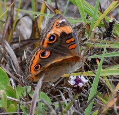 Junonia neildi