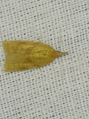 Sparganothis pilleriana