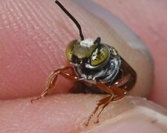 Coelioxys mexicanus