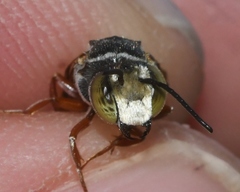 Coelioxys mexicanus
