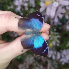Memphis moruus