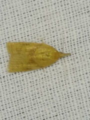 Sparganothis pilleriana
