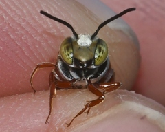 Coelioxys mexicanus