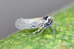Laodelphax striatella