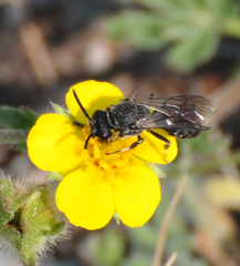 Hylaeus basalis