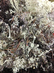 Cladonia deformis