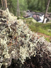 Cladonia deformis