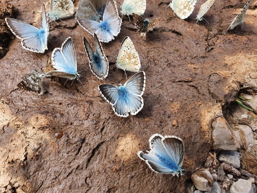 Chalkhill Blue, 83088 Kiefersfelden, Deutschland, photo 9 of 10