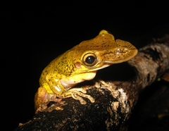 Triprion spatulatus