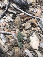 Astragalus platytropis