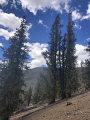 Astragalus platytropis