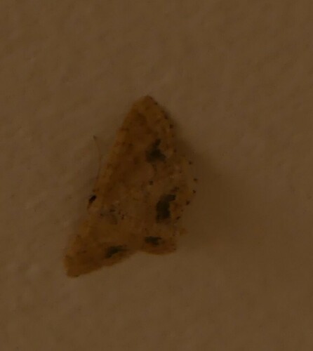 Acidalie de l'Hélianthème