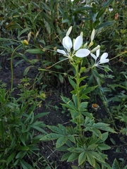 Cleome speciosa