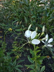 Cleome speciosa