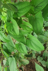 Dioscorea alata