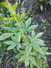 Cleome speciosa