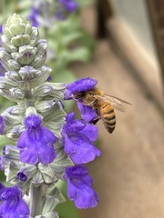 Apis mellifera
