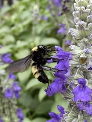 Bombus pensylvanicus
