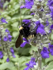 Bombus pensylvanicus
