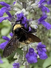 Bombus pensylvanicus